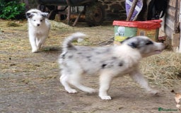 Border Collie dogs for sale: Border Collie Puppies - Image 8