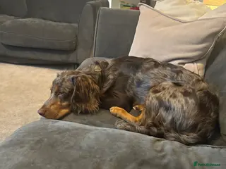 Cockapoo dogs Beautiful dog - Advert 9