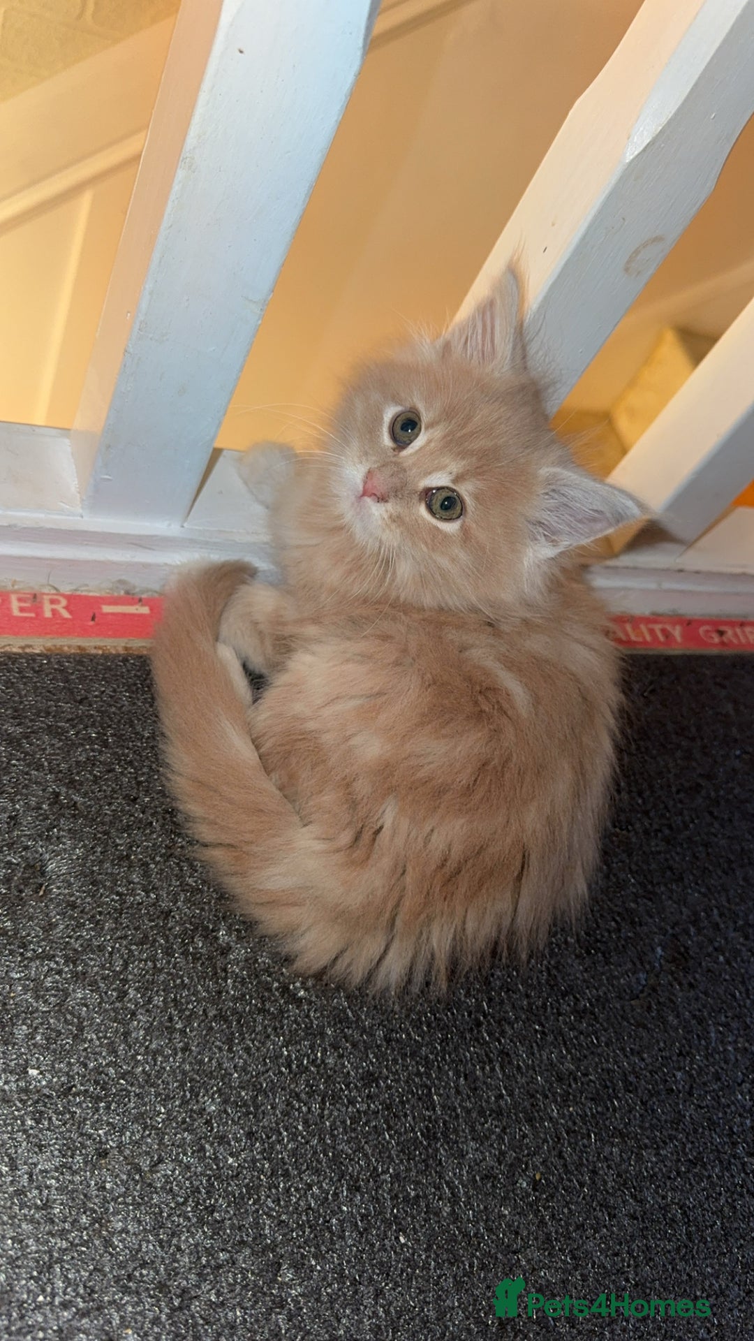 Maine Coon cats for sale: Maincoone kittens  - Advert 2