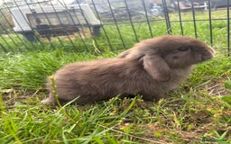 Mini Lop rabbits for sale: Adorable mini lops for sale - Image 3
