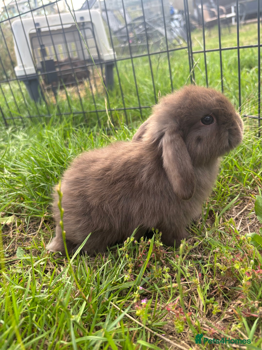 Mini Lop rabbits for sale: Adorable mini lops for sale - Image 3