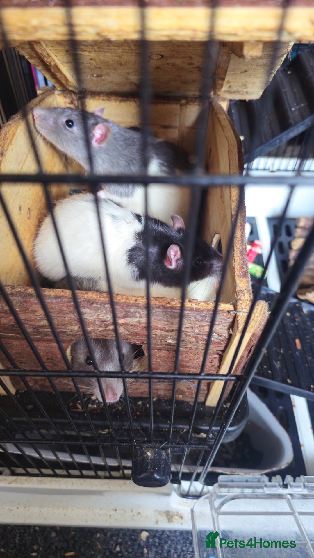 Rat rodents for sale: 4 male rats  - Image 2