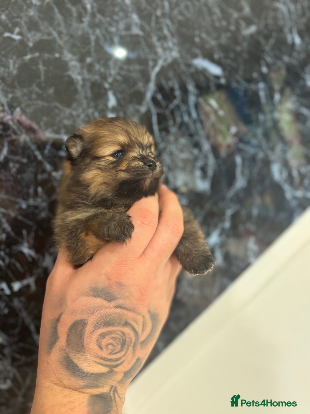 Pomeranian dogs for sale: Kc registered Pomeranians  - Image 8