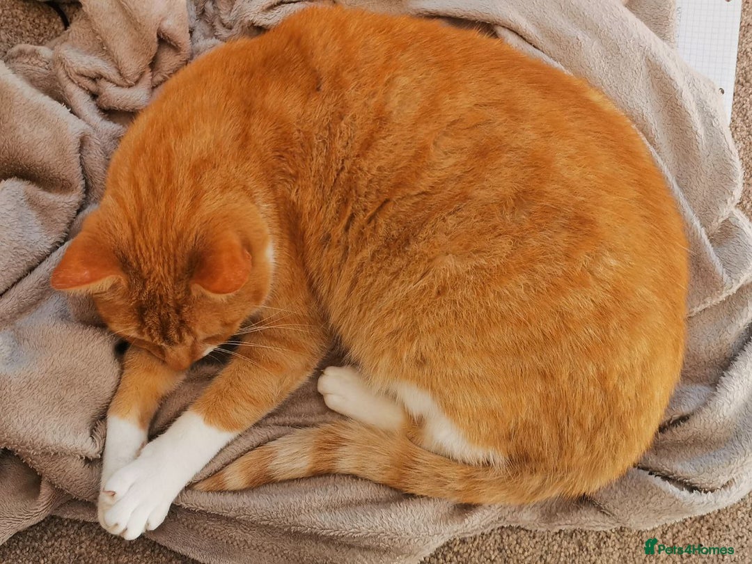 British Shorthair cats for sale: Beloved ginger British shorthair  - Image 1