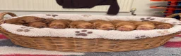 Cockerdor dogs for sale: FOX RED COCKERDOR PUPS - Advert 2