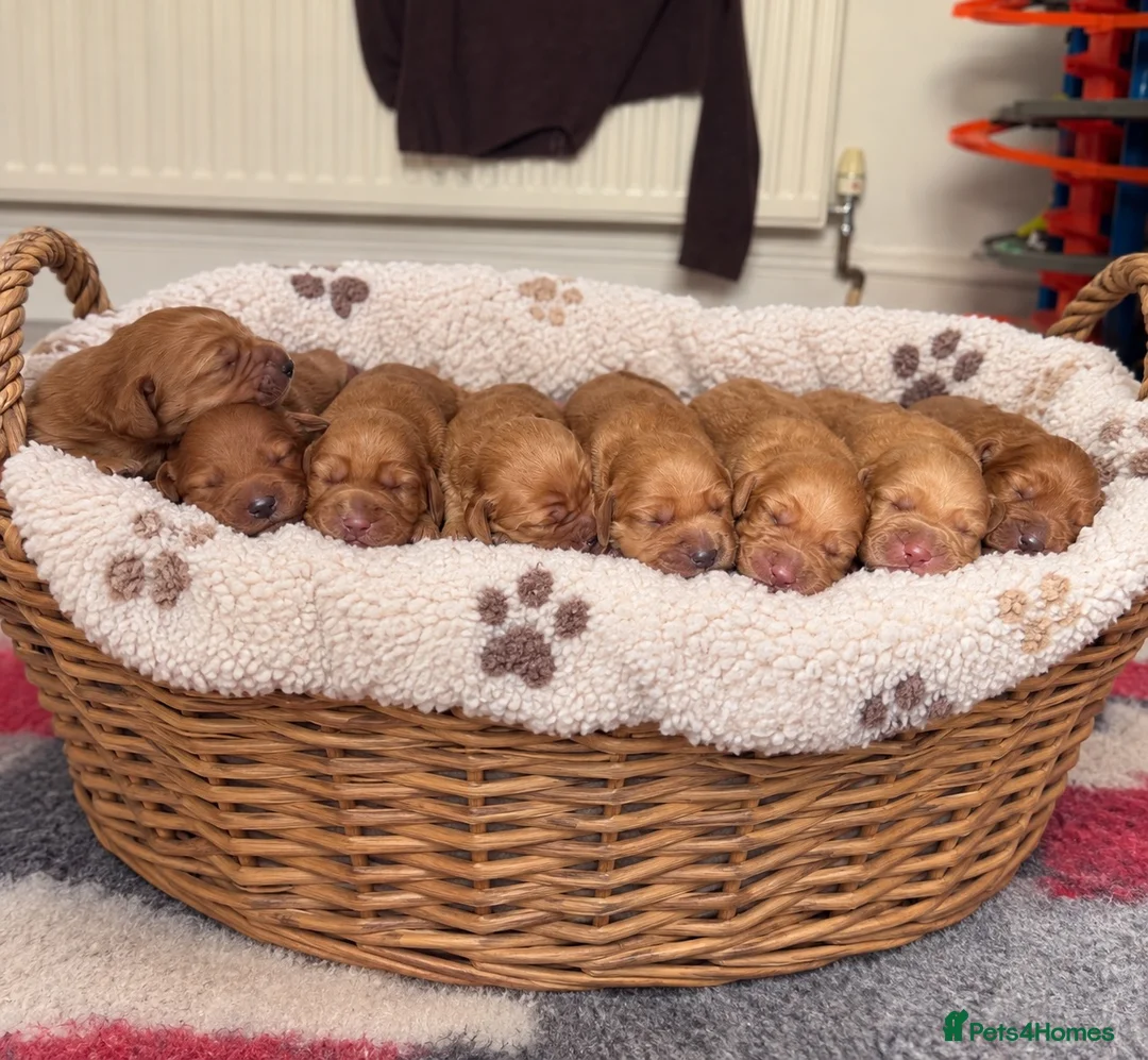 Cockerdor dogs for sale: FOX RED COCKERDOR PUPS - Advert 2