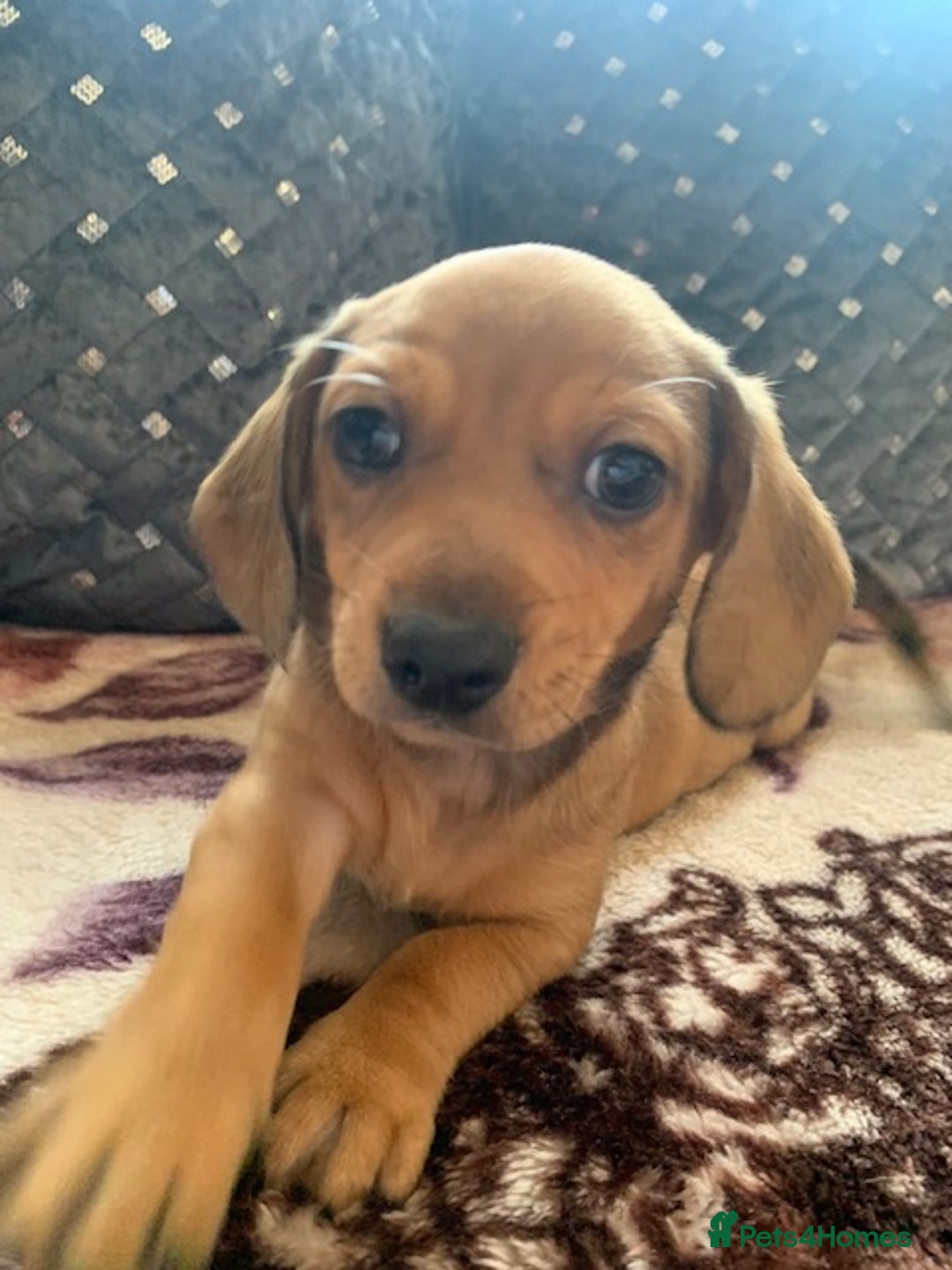 Chiweenie dogs for sale: READY NOW ! 3 cheweenies available  - Image 19