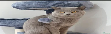 British Shorthair male 