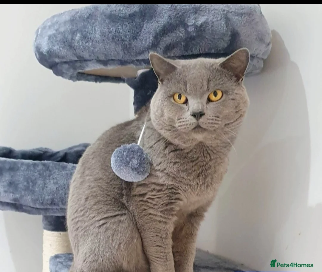 British Shorthair cats for sale: British blue shorthair male pure pedigree - Advert 1