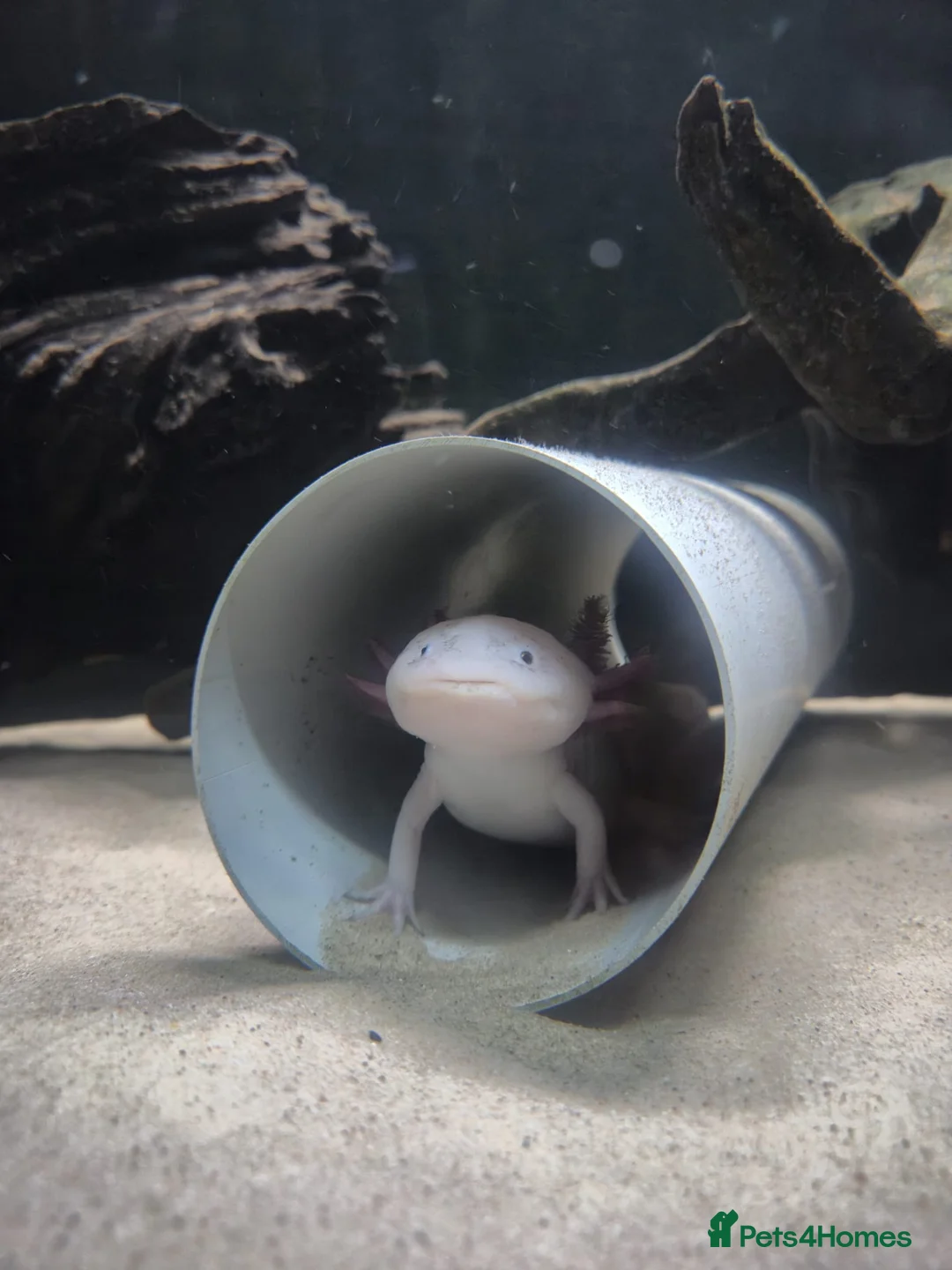 Other/Mixed Breed fish for sale: 3 axolotls in Morpeth - Advert 2