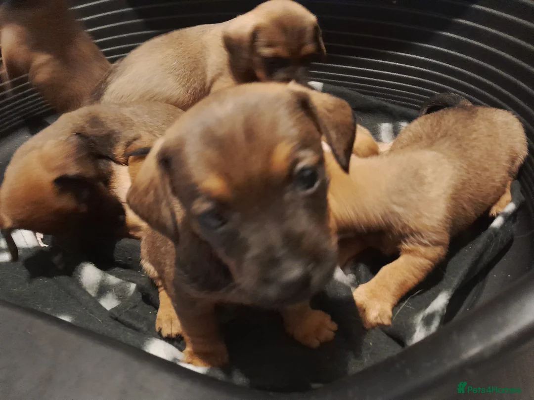 Mixed Breed dogs for sale: Cairn terriers - Advert 15