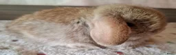 Mini Lop rabbits for sale: Various ages - Advert 18