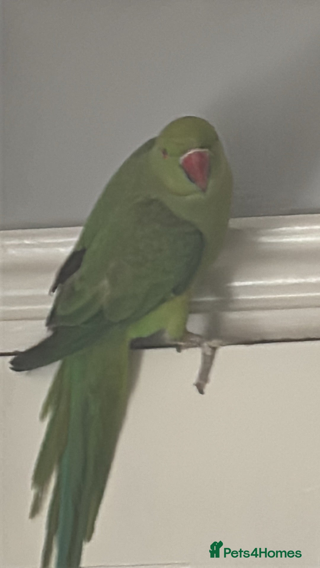 Ringnecks birds for sale: Indian ring neck  - Advert 3