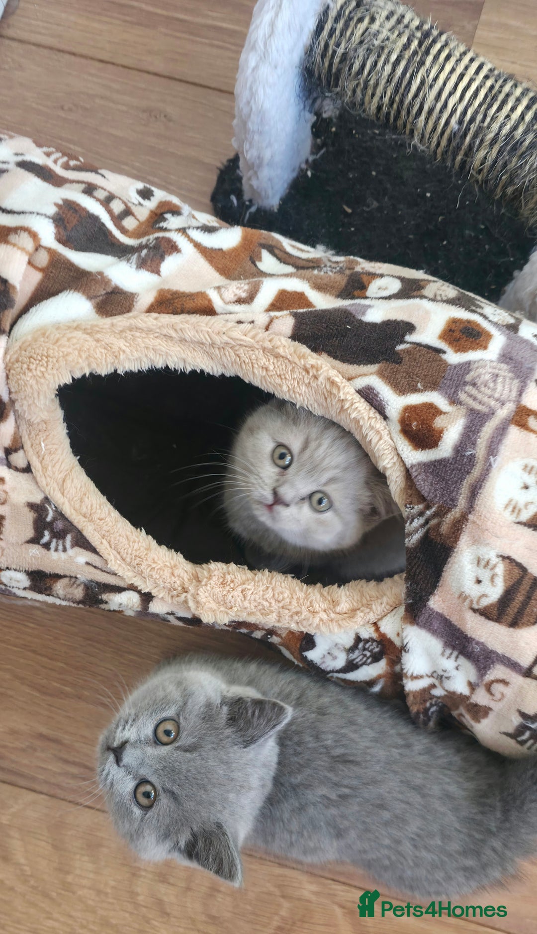 British Shorthair cats for sale: British ShortHair 🐈‍⬛ - Advert 10