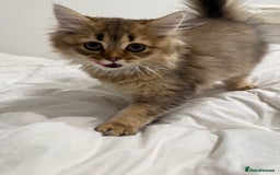 British Longhair cats for sale: Beautiful British Longhair Kittens  - Image 5