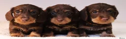 Miniature Dachshund dogs for sale: Choco+Wirehaired+5*Licensed+Kc+Praclear+Vetchecked - Advert 17
