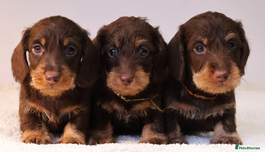 Miniature Dachshund dogs for sale: Choco+Wirehaired+5*Licensed+Kc+Praclear+Vetchecked - Advert 17
