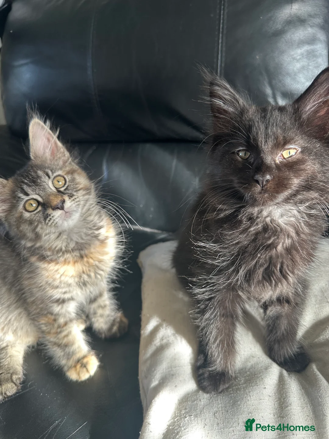 Maine Coon cats for sale: Maincoone kittens  - Advert 4