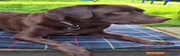 Labrador Retriever dogs for sale: Exceptional KC Reg Chocolate Labrador Puppies  - Advert 15
