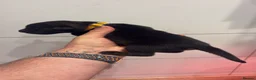 Belgian Shepherd Dog dogs for sale: Malinois Litter  - Advert 7
