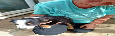 Border Collie 2