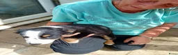 Border Collie dogs for sale: Bevy of Beautiful Border Collies in Worthing - Advert 9