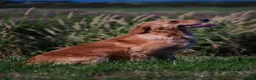 Golden Retriever dogs for sale: Fully Health Tested - KC Reg Golden Retrievers - Advert 11