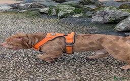 American Bully dogs for stud: Bruce  - Image 3