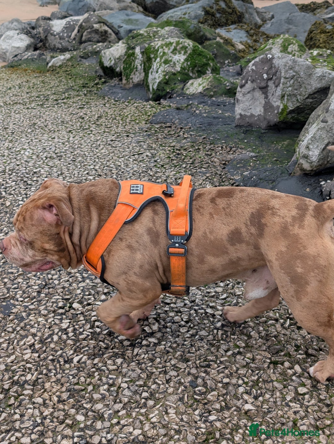 American Bully dogs for stud: Bruce  - Image 3