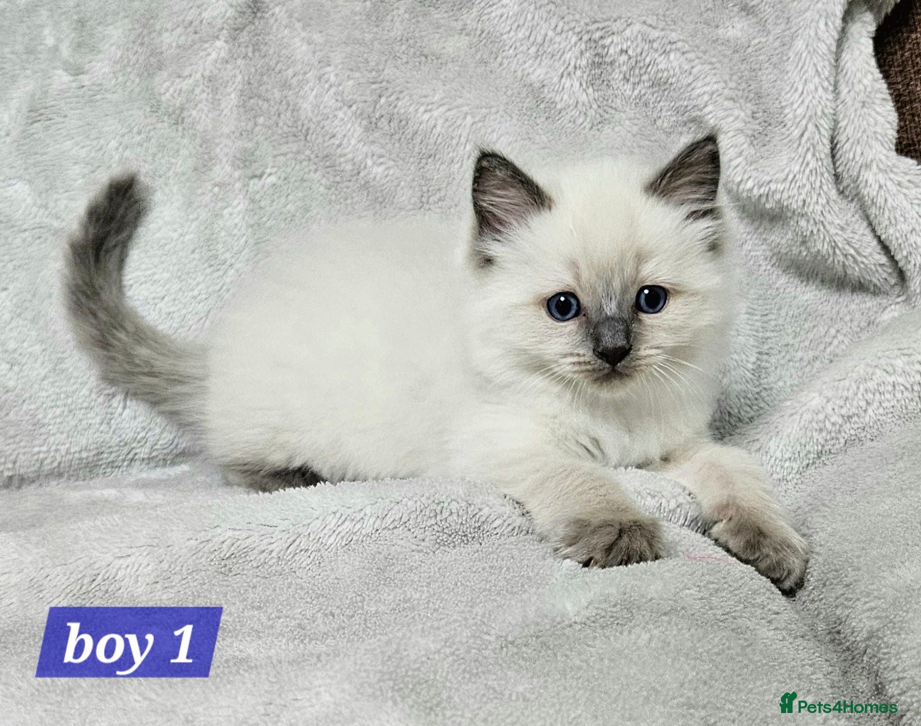 Ragdoll cats Stunning Ragdoll Kittens Available - Advert 2
