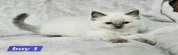 Ragdoll cats for sale: Stunning Ragdoll Kittens Available - Advert 7