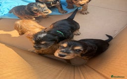 Cocker Spaniel dogs for sale: Beautiful show and working cockers - Image 12