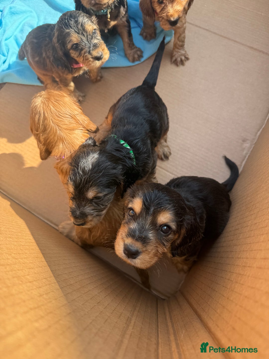 Cocker Spaniel dogs for sale: Beautiful show and working cockers - Image 12