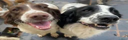 English Springer Spaniel dogs for sale: Beautiful Springer Spaniel Puppies For Sale  - Advert 28