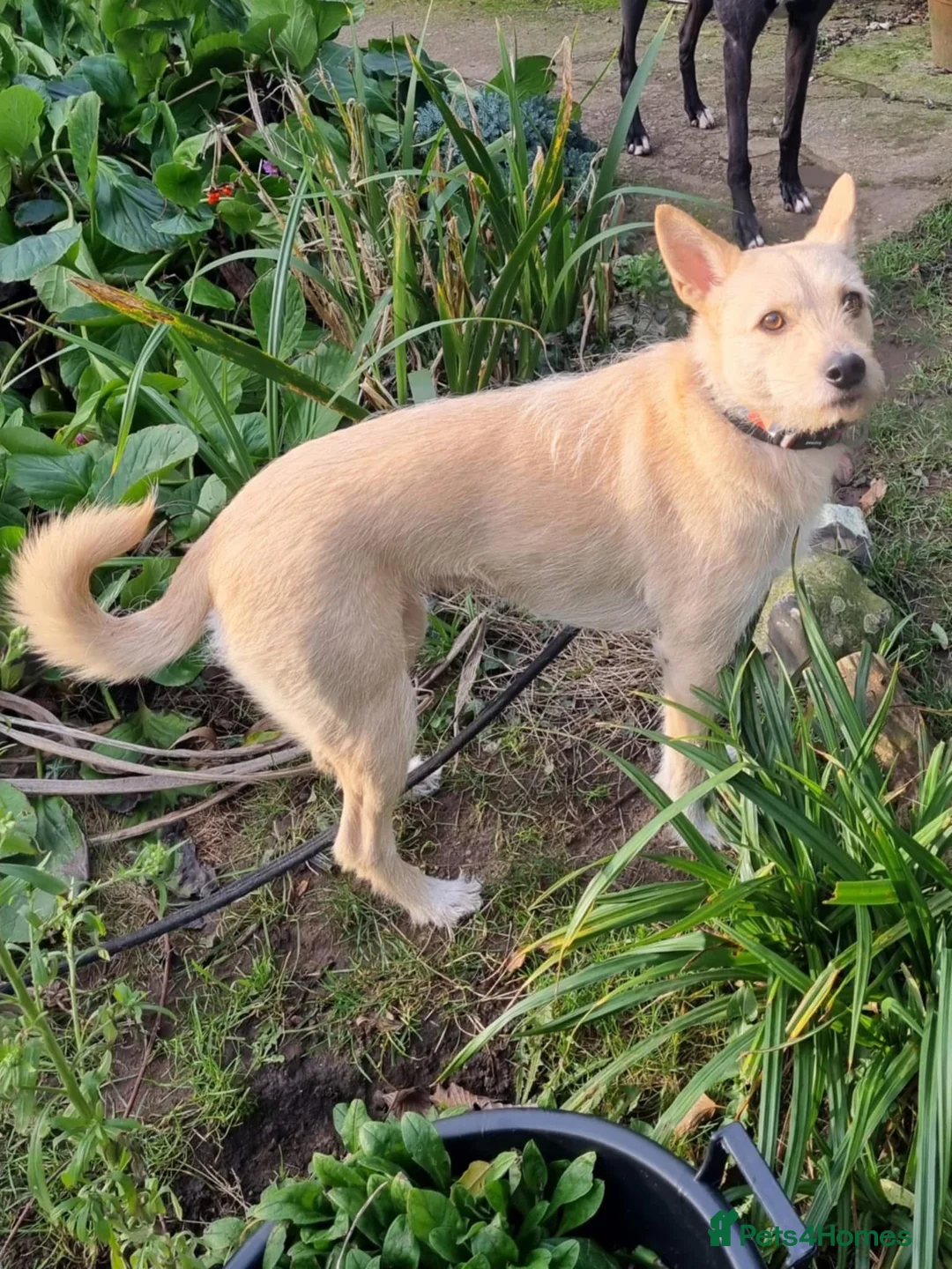 Mixed Breed dogs for adoption: Val - Norwich Norfolk  in Norwich - Advert 3