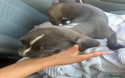 Mixed Breed dogs for sale: Staff x cane corso puppies - Image 20