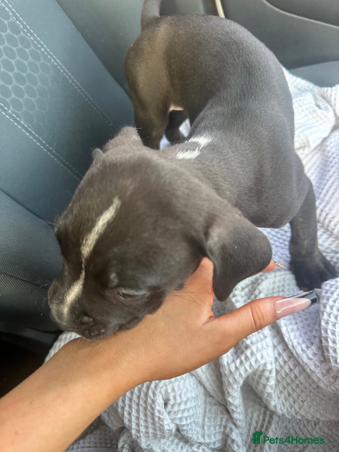 Mixed Breed dogs for sale: Staff x cane corso puppies - Image 20