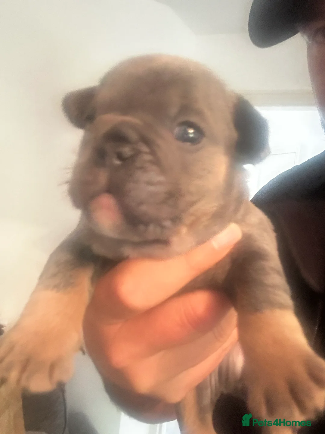 Mixed Breed dogs for sale:  Beautiful F1 Freelance Bulldogs Puppies! - Advert 21