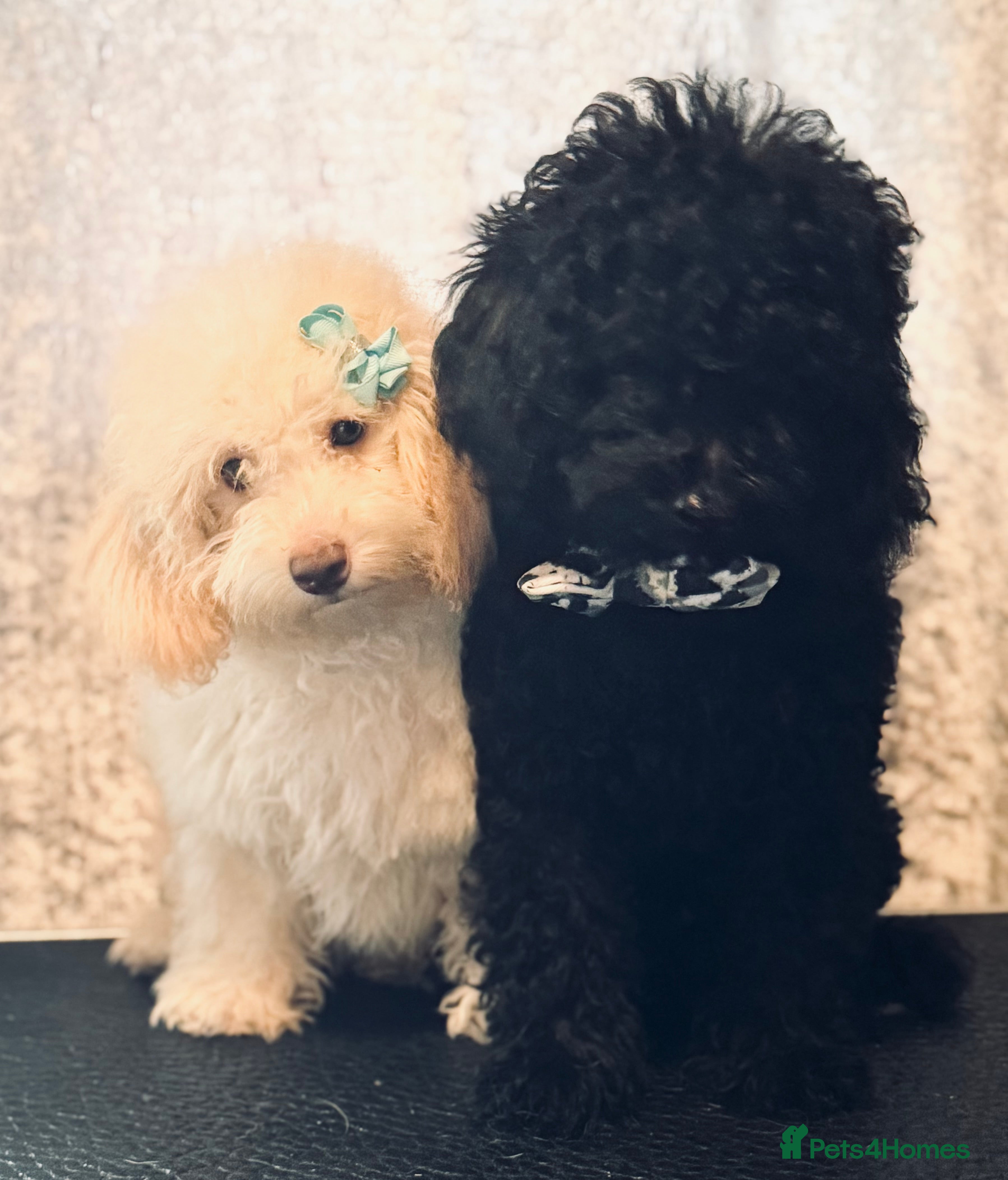 Toy Poodle dogs REDUCED READY NOW !! 2 beautiful toy poodle babies - Advert 7