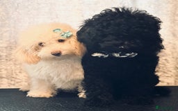 Toy Poodle dogs for sale: REDUCED READY NOW !! 2 beautiful toy poodle babies - Image 1