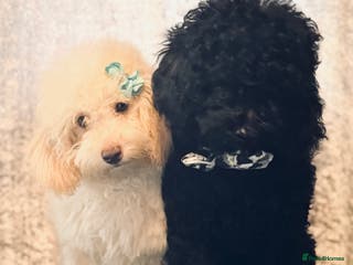 Toy Poodle dogs REDUCED READY NOW !! 2 beautiful toy poodle babies - Advert 3