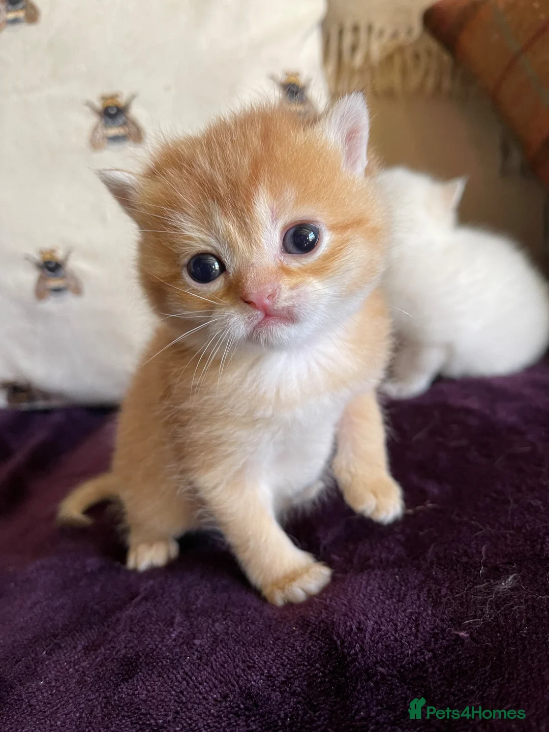 British Shorthair cats for sale: Male and Female British Shorthair Kittens - Advert 1