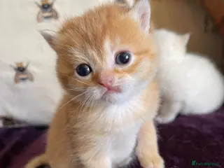 British Shorthair cats Male and Female British Shorthair Kittens - Advert 1