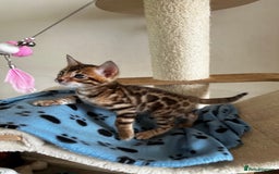 Bengal cats for sale: TICA Bengal kittens for sale . 🐱 - Image 24