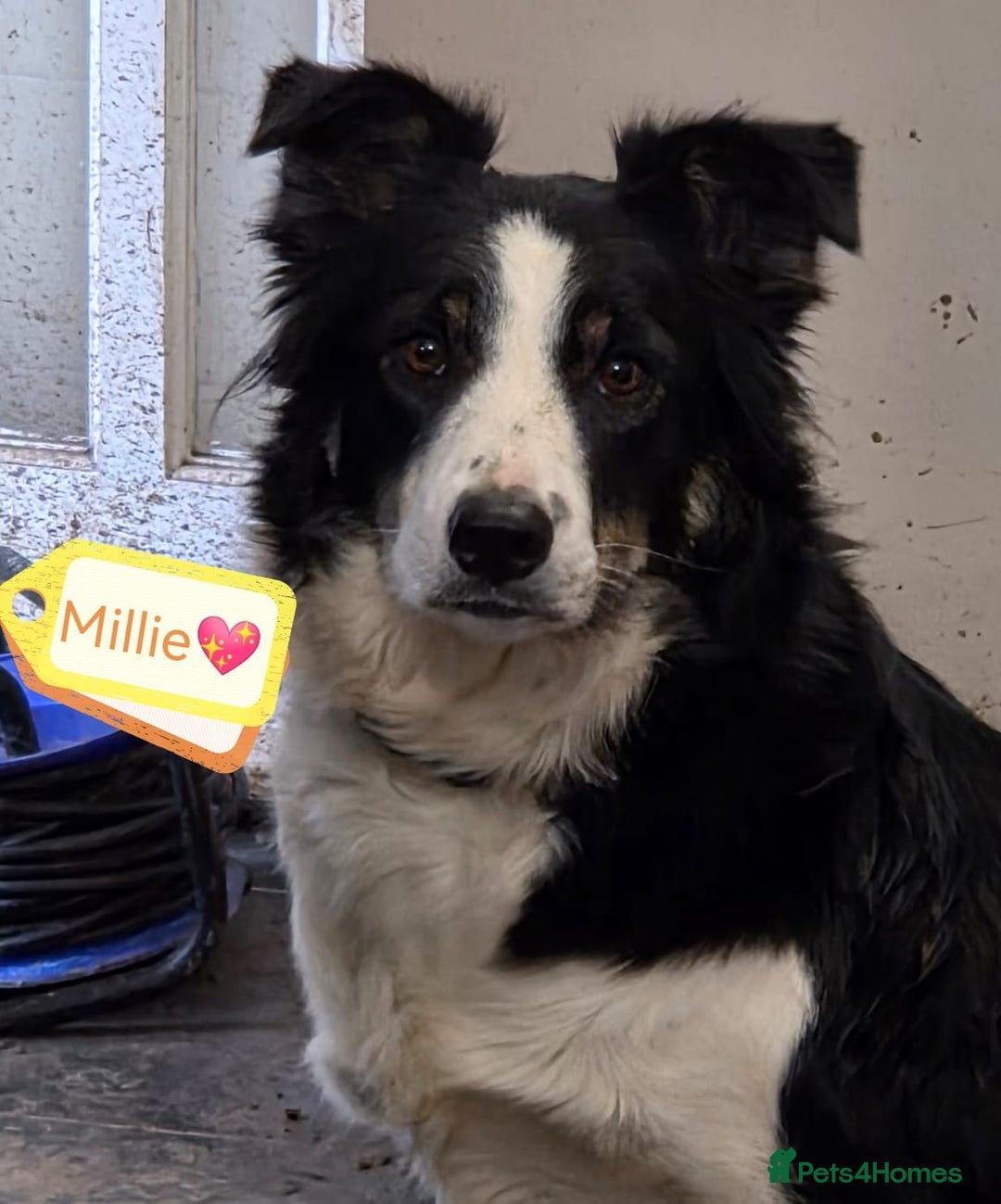 Border Collie dogs for adoption: ❤️Millie fabulous  18-month-old Border Collie ❤️ - Advert 18