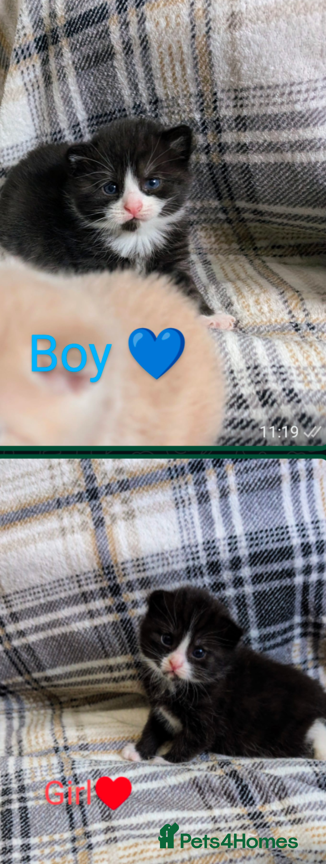 Mixed Breed cats for sale: Beautiful healthy kittens - ONLY 2 AVAILABLE 😍😍 - Image 33