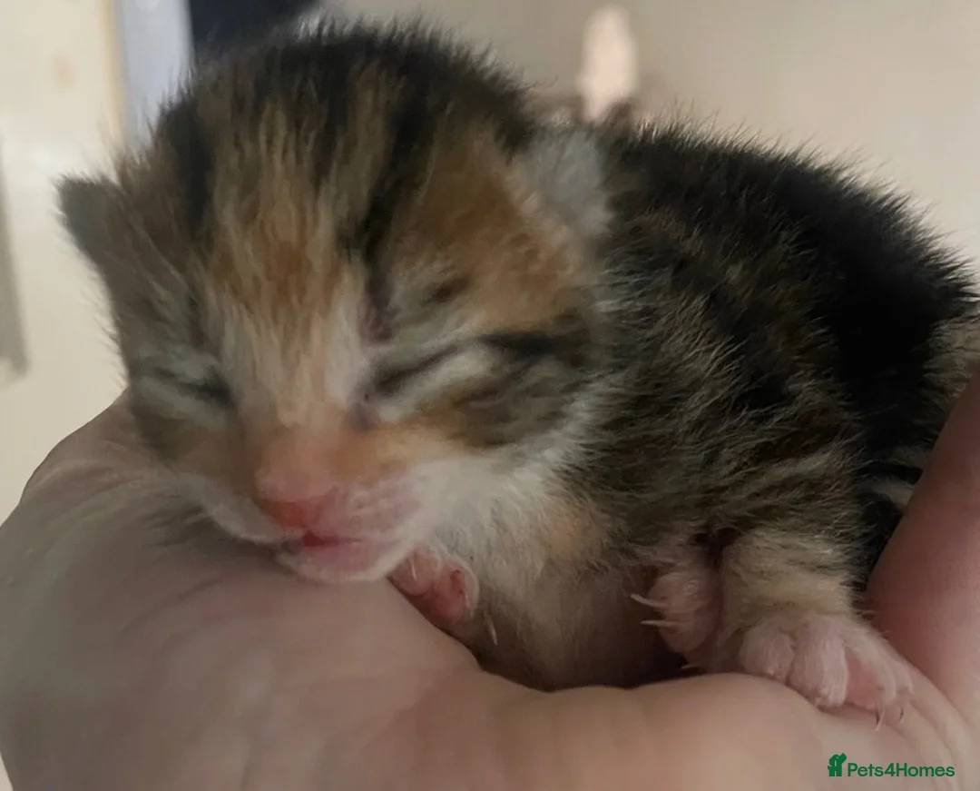 Mixed Breed cats for sale: 3 beautiful kittens looking for a forever family💓 - Advert 2