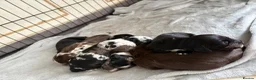 Cocker Spaniel dogs for sale: Beautiful cocker spaniels puppies  - Advert 14