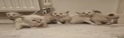 Ragdoll cats for sale: Pure ragdoll kittens looking for a new home - Advert 3