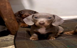 Miniature Dachshund dogs for sale: Gorgeous mini Dachshund Boys  - Image 4